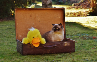Gato en una maleta