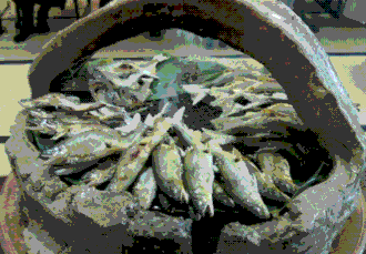 鮎の塩焼き(by Shigeru Takagi)