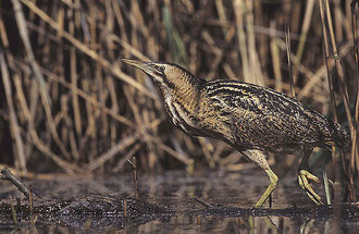 A bittern photographed by Marek Szczepanek downloaded from Wikipedia. Permission is granted to copy, distribute and/or modify this image under the terms of the GNU Free Documentation License.