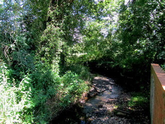 Willows and other species along the River Cole at Tanners Green Lane