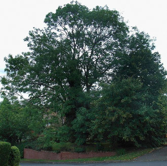 An ash tree some 200 years old (not at Ashfurlong but at Castle Bromwich)