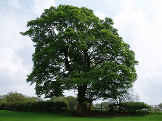 Sycamore, Acer pseudoplatanus. Photograph by amandabhslater/ Amanda Slater on Flickr reusable ounder Creative Commons Licence: Attribution-Share Alike 2.0. 