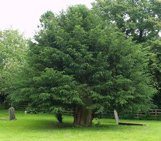 Photograph of a Nottinghamshire yew by Keith Marshall/ kcm76 on flickr. Image reusable under Creative Commons Licence: Attribution-Noncommercial-Share Alike 2.0 Generic.