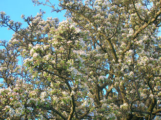 Pyrus pyraster, wild pear in blossom in Ayrshire, image made available for reuse by Roger Griffith/ Rosser1954 on Wikimedia Commons.