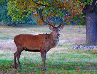 Red deer in Bradgate Park, near Leicester. Image by kev747 on Flickr reusable under Creative Commons licence Attribution-NonCommercial-ShareAlike 2.0 Generic. Red deer were the most prestigious game; roe and fallow deer were also hunted.