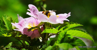 Wildrosen - Wildsträucher - Heckensträucher - Artenvielfalt - Ökologie - Biodiversität