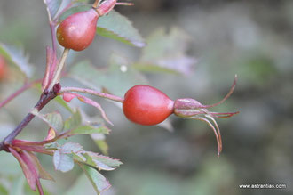 Rosa glauca - Rosa rubrifolia - Rosa ferruginea - Bereifte Rose - Rotblättrige Rose - Hechtrose - Rotblatt-Rose - Rosier glauque - Rosa paonazza - Wildrosen - Wildsträucher - Heckensträucher-Wildrose