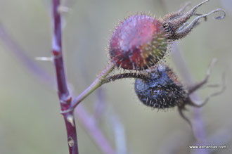 Rosa montana - Berg-Rose - Rosier des montagnes - Rosa montana - Wildrosen - Wildsträucher - Heckensträucher - Artenvielfalt - Ökologie - Biodiversität - Wildrose