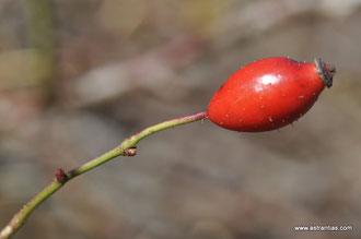 Rosa jundzillii-Rosa trachyphylla - Rosa marginata - Jundzills-Rose - Rauhblättrige Rose - Rosier de Jundzill - Rosa di Jundzill-Wildrosen-Wildsträucher-Heckensträucher-Artenvielfalt-Ökologie-Wildrose