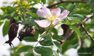 Rosa dumalis-Rosa vosagiaca-Rosa reuteri - Vogesenrose - Blaugrüne Rose - Rosier des Vosges - Rosa dei Vosgi è Rosa selvatica di montagna - Wildrosen - Wildsträucher-Heckensträucher-Ökologie-Wildrose