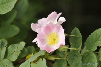 Rosa caesia - Rosa coriifolia - Lederblättrige Rose - Rosier à feuilles coriaces - Rosa a foglie coriacee - Wildrosen - Wildsträucher - Heckensträucher - Artenvielfalt-Ökologie-Biodiversität-Wildrose