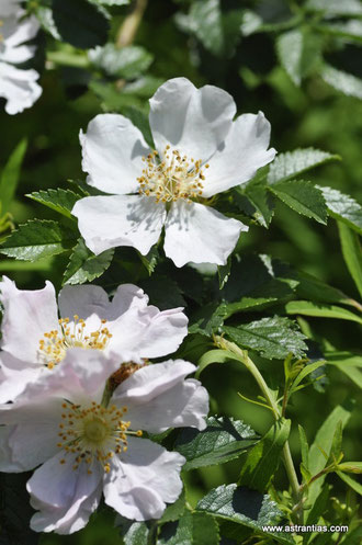Rosa agrestis - Rosa sepium -  Acker-Rose - Rosier agreste - Rosa delle siepi - Wildrosen - Wildsträucher - Heckensträucher - Artenvielfalt - Ökologie - Biodiversität - Wildrose