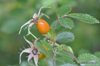 Rosa elliptica-Rosa graveolens-Duft-Rose - Keilblättrige Rose - Rosier à feuilles elliptiques - Rosa a foglie ellittiche - Wildrosen - Wildsträucher - Heckensträucher-Artenvielfalt-Ökologie - Wildrose