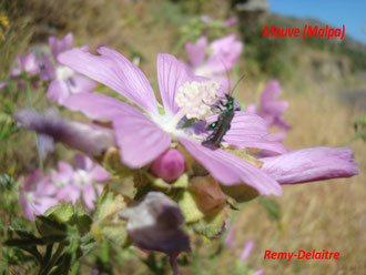 Mauve (Malva)