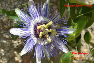 PassifloraCaerulea