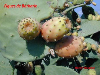 Figues de Barbarie