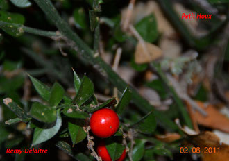 Petit Houx (Pugnitopu)