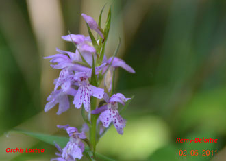 Orchis Lactea