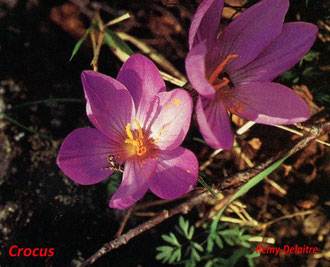 Crocus deCorse