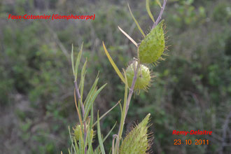Faux-Cotonnier (Gomphocarpe)