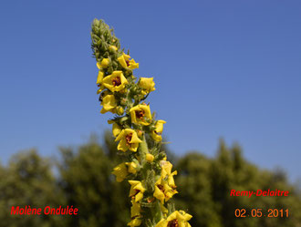 Molène ondulée