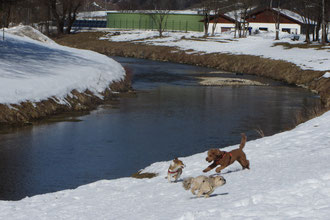 Hunde spielen immer MITeinander 