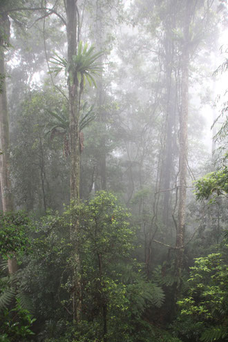 Parc National de Dorrigo