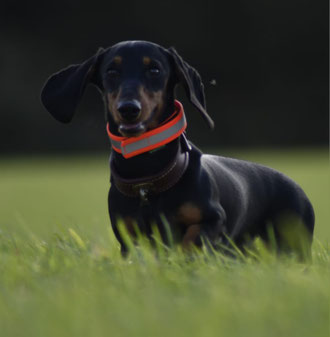 Charisma vom Jarnwith