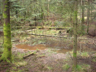 This water hole was the water supply of both sides - the Germans as well as the soldiers of the Lost Battalion