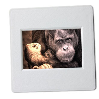 chimpansee