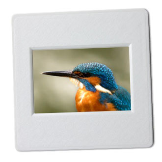 ijsvogel