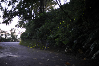 クロイワボタルが幻想的に明滅する名護中央公園道