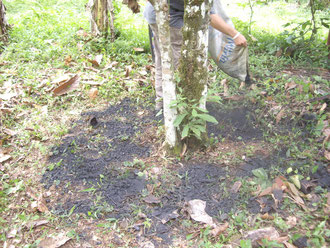 charcoal for fertalizing cocoa trees