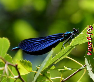 Blauflügel-Prachtlibelle, Männchen