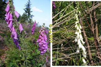 links roter Fingerhut - rechts gelber Fingerhut