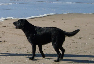 Labrador retriever Arbeitslinie Leistungszucht Standardzucht