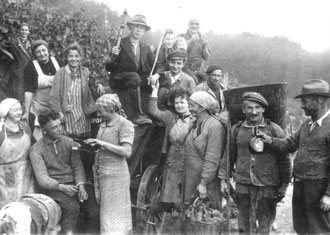 Neu ins Archiv kam ein Foto von der Weinlese in den 1950er Jahren.