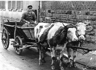 Kuhgespann ca. 1943 mit Robert Vincon in Großvillars, bei der Rückfahrt vom Mistfahren.
