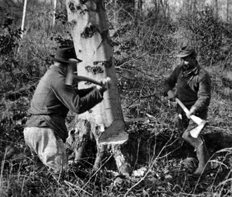 Das Bild zeigt die Fällung eines Baumes mit der Axt und der von zwei Personen geführten Handsäge, es kam kürzlich ins Archiv. Albert Kroh, Karl Klenk (von links nach rechts).
