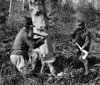 Das Bild zeigt die Fällung eines Baumes mit der Axt und der von zwei Personen geführten Handsäge, es kam kürzlich ins Archiv.  Albert Kroh, Karl Klenk (von links nach rechts). 