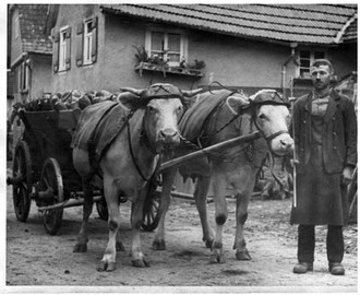 Rübentransport in den 1950er Jahren