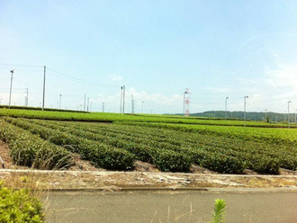 ☆さやま茶の茶畑。柱の上のフアンにご注目。