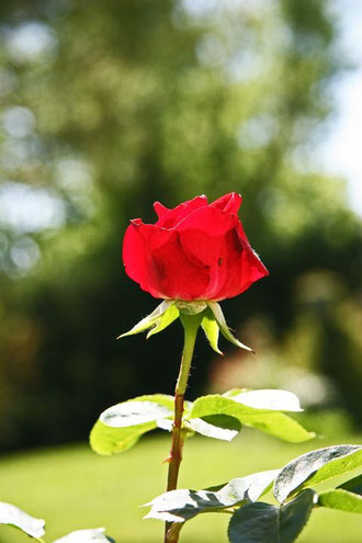 Rose, St valentin