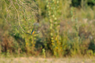 Martin pêcheur - Saint Cyr (86) - 25/09/2011