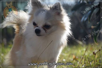 prix d un chihuahua lof - Élevage de Chihuahua prix d un chihuahua lof - Élevage de Chihuahua