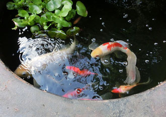 緋鯉と金魚の間に子供