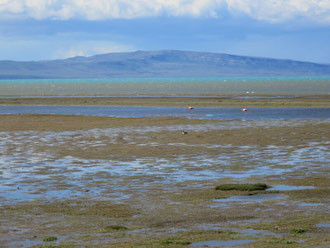 Flamingos am Lago Argentino