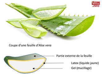 Coupe d'une feuille d'Aloe vera.