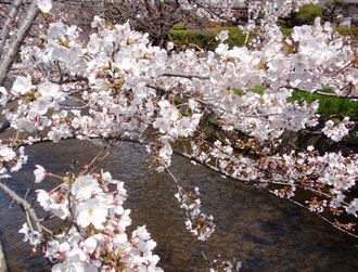 玉串川の春
