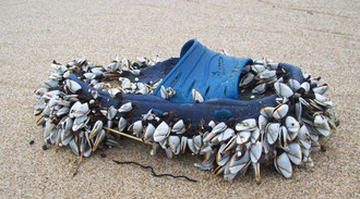 Anatifes sur godasse